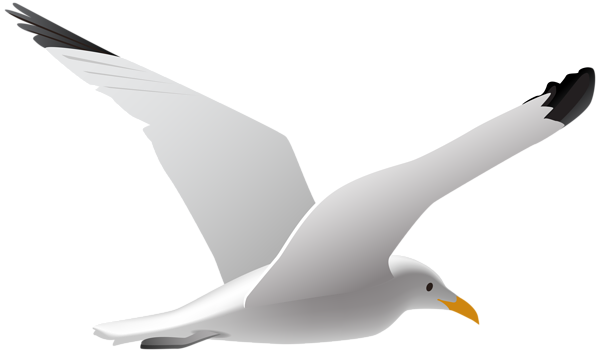 Seagull